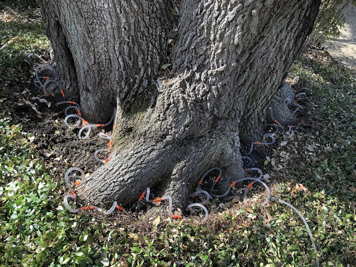 Detailed Tree Cabling and Bracing job site in Sparr