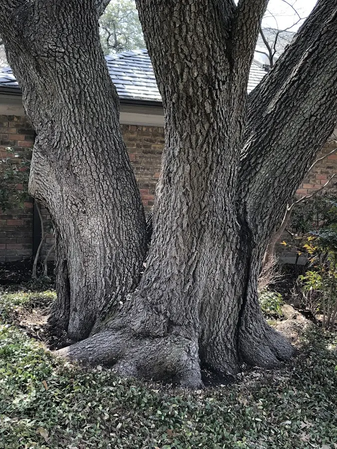 Mature heritage tree close to a Sparr property cared for by certified arborists
